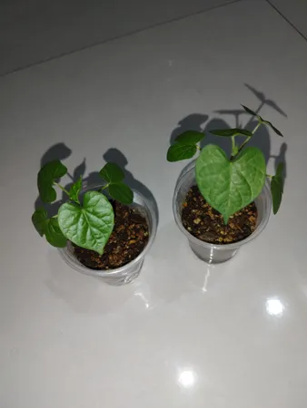 بذر گل نیلوفر رونده الوان گلبرگ پامچال کد GPF-093