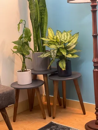 میز عسلی مدل بهار کد 01 مجموعه 3 عددی