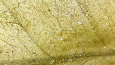 میکروسکوپ دیجیتال مدل 1000X