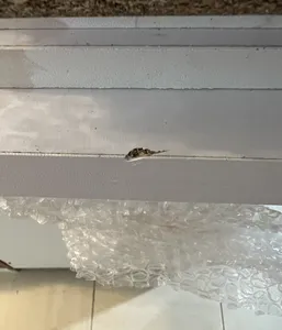 تجریه خرید کتابخانه مدل گرند