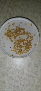 تجریه خرید بذر گوجه گیلاسی گلدانی پاسارگاد کشت زارع کد zs197