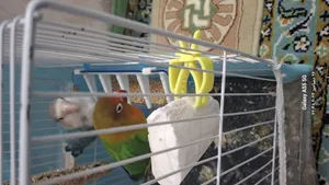 تجریه خرید تخم ارزن دستچین کالا مدل org وزن 400 گرم