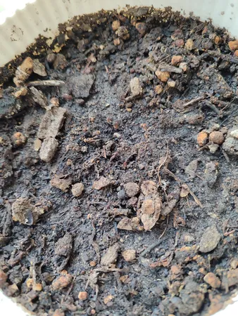 بذر بنسای افرا قرمز ژاپنی سانیا سید مدل S3