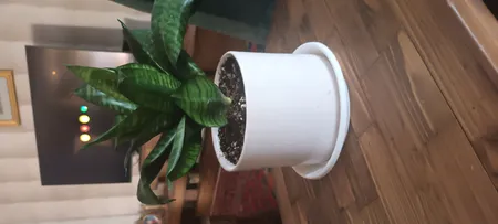 گل طبیعی سانسوریا تافکو مدل پا کوتاه کد s1