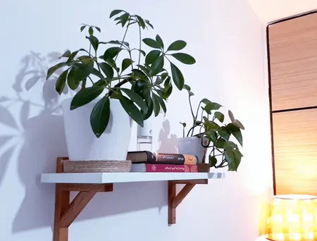 شلف دیواری سنجاب وود مدل sw14