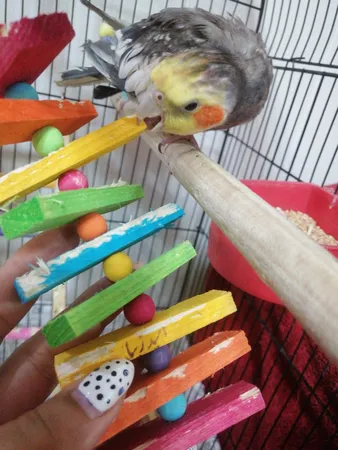 اسباب بازی پرندگان مدل آویز قفس عروس هلندی