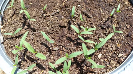 بذر گوجه گیلاسی قرمز فصل سبز کد SEED-024