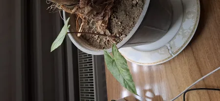 گیاه بابا آدم  کد 18