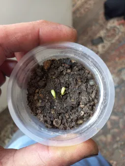 بذر بنسای افرا قرمز ژاپنی سانیا سید مدل S3