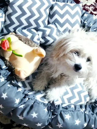 جای خواب سگ و گربه مدل mypet367