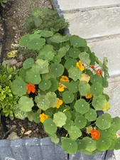 تجریه خرید بذر گل لادن الوان بذر طلایی برتر کد BTB-30 مجموعه 3 عددی