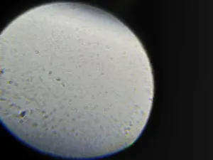 تجریه خرید میکروسکوپ  کامار مدل O3S50B