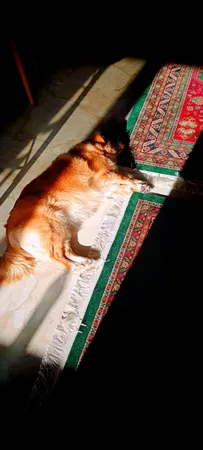 فرش ماشینی هیوا طرح بوستان کد 524 زمینه سبز