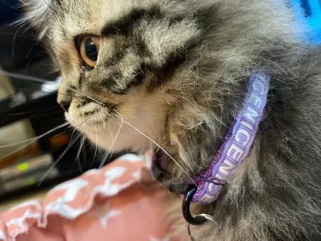 جای خواب سگ و گربه مدل mypet367