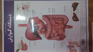 تجریه خرید پوستر آموزشی انتشارات اندیشه کهن مدل کالبدشناسی دستگاه گوارش کد 35-50-4
