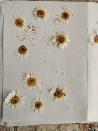 گل خشک مدل رزین اپوکسی بابونه مجموعه 4 عددی