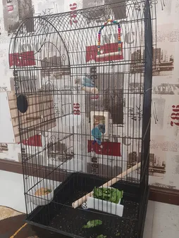 لانه پرنده مدل عروس هلندی درب کشویی طرح چوبی