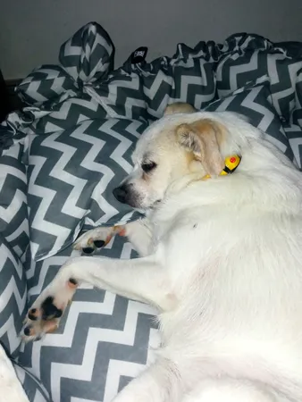 جای خواب سگ و گربه مدل mypet367