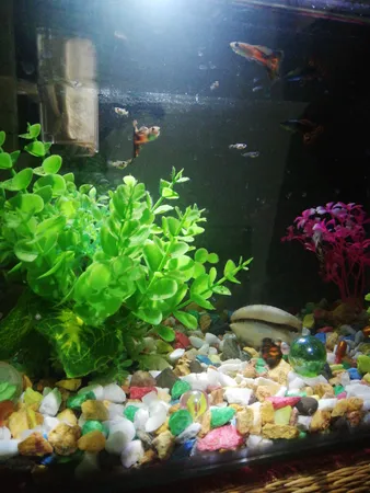 سنگ تزیینی آکواریوم مدل 5col وزن 1کیلوگرم