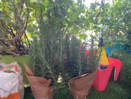 گیاه طبیعی رزماری کد yt40