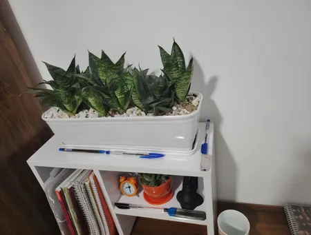 گیاه طبیعی سانسوریا مدل پاکوتاه