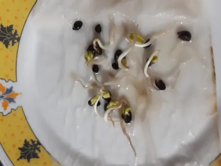 بذر گل نیلوفر رونده الوان گلبرگ پامچال کد GPF-093