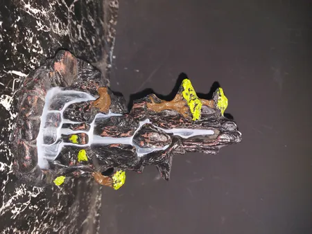 عود وجاعودی مدل آبشاری طرح صخره کد 08