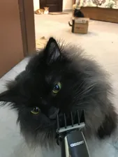 تجریه خرید ماشین اصلاح سر صورت و بدن آی جیمی مدل 830