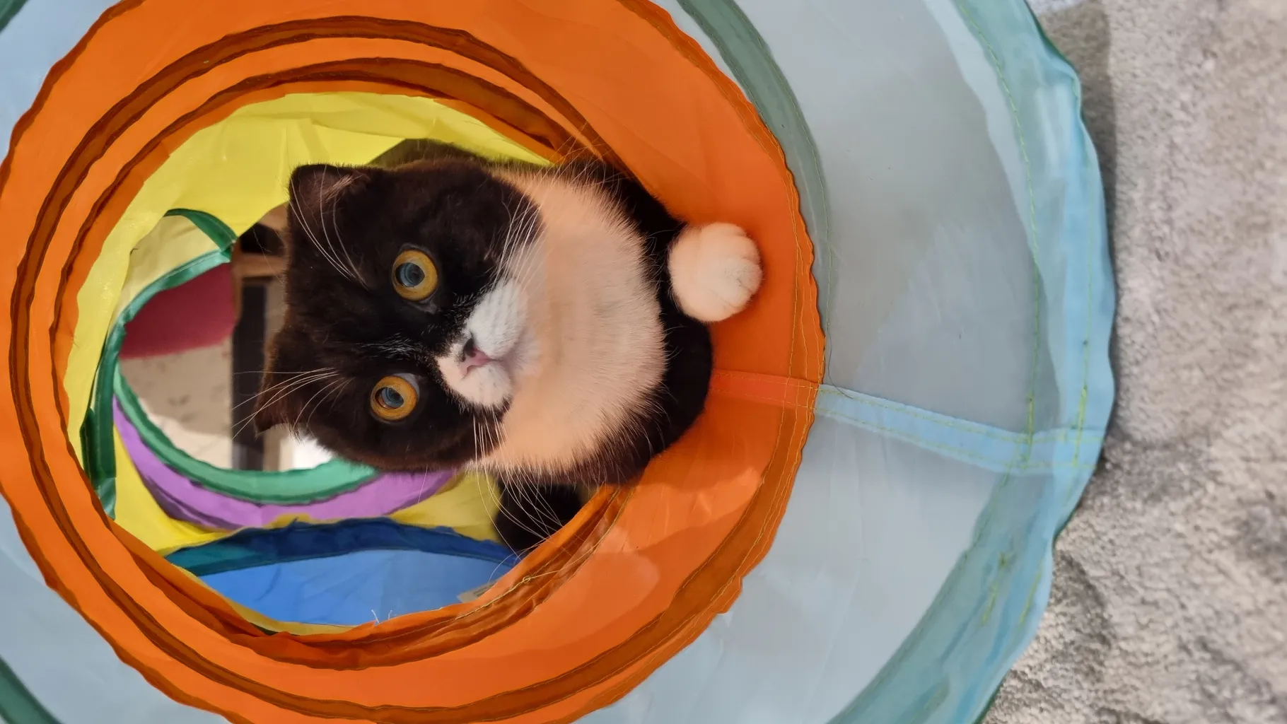 اسباب بازی سگ و گربه مدل تونل سه شاخه حفره