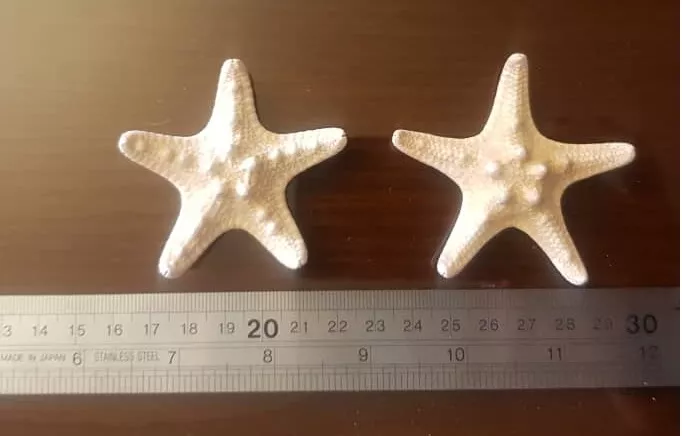 ستاره دریایی مدل sma6 مجموعه 2 عددی