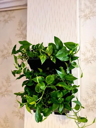 گلدان دیواری طرح دیوار سبز مدل Lotus بسته 6 عددی