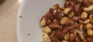 تجریه خرید بادام زمینی 125 - 400 گرم