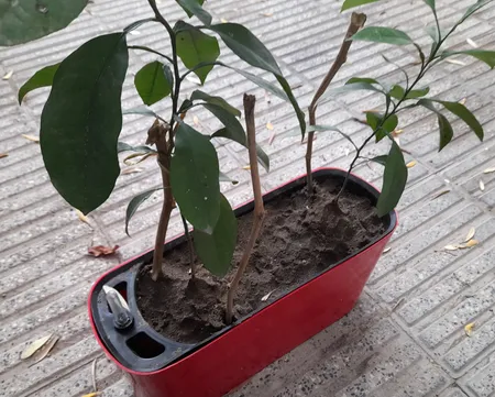 گلدان خودآبیار مدل G-H