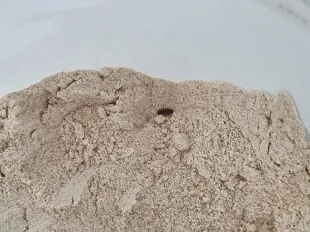 پودر جوانه گندم غنی شده دستچین کالا - 1000 گرم