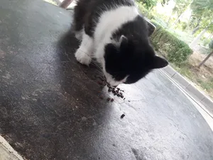 تجریه خرید غذای خشک گربه بالغ نوتری پت مدل 29Percent Pro مقدار 2 کیلوگرم