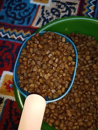 غذای خشک گربه شدو مدل Adult وزن 1 کیلوگرم