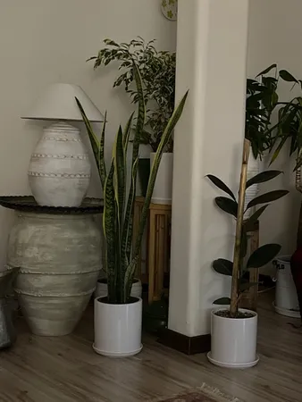 گل طبیعی فیکوس بلک  تافکو کد 1402