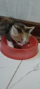 تجریه خرید غذای خشک بچه گربه مفید مدل Chiken وزن 500 گرم