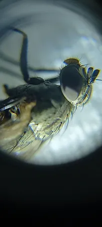 میکروسکوپ جیبی مدل 9592