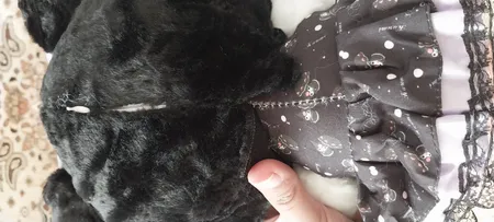 عروسک مدل کرومی پاپیون دار ارتفاع 35 سانتی متر