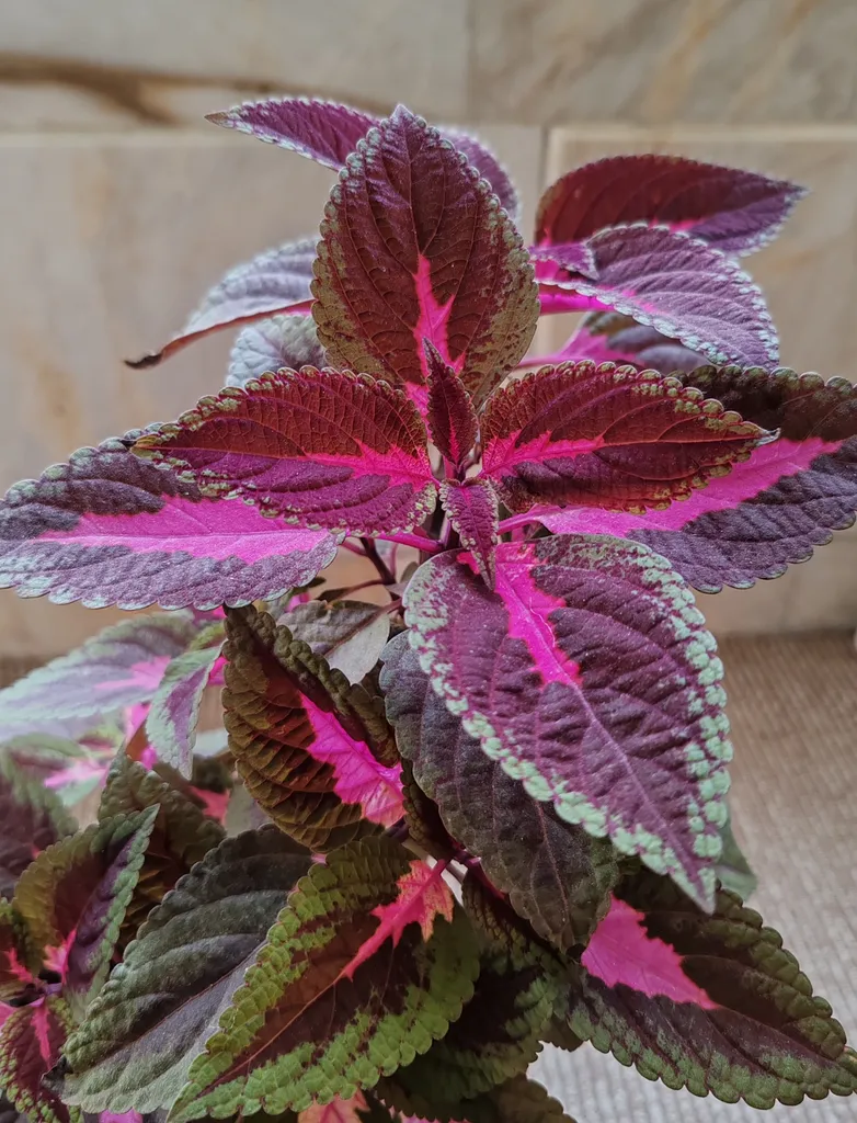 گوشی موبایل آنر مدل 90 دو سیم کارت ظرفیت 256 گیگابایت و رم 8 گیگابایت