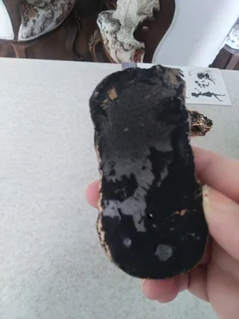 جاعودی مدل فرشته بال بسته