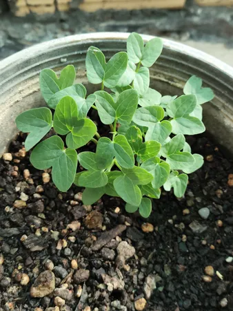 بذر گل های رونده میکس گلبرگ پامچال کد G-P-GP-04 مجموعه 4 عددی