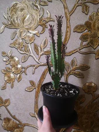 گلدان مدل ژله ای کد A_12 مجموعه 24 عددی