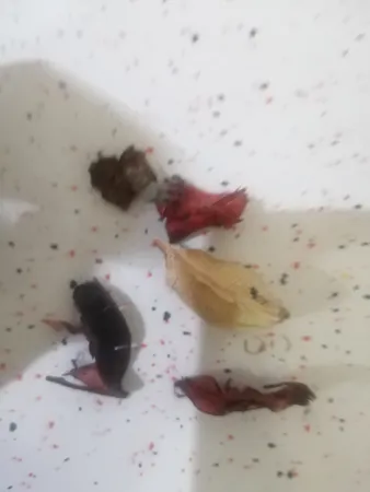 گل خشک بسته بندی مدل رنگارنگ