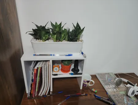 گیاه طبیعی سانسوریا مدل پاکوتاه