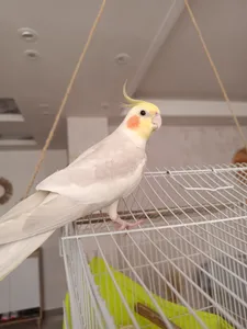 تجریه خرید گوشی موبایل داریا مدل bond 5G دو سیم کارت ظرفیت 256 گیگابایت و رم 8 گیگابایت