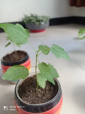 بذر بنسای افرا قرمز ژاپنی سانیا سید مدل S3