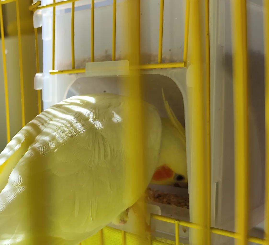 ظرف دانه مکانیزه کد 001