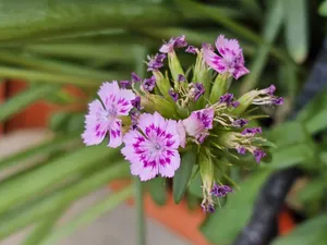 تجریه خرید بذر گل نیلوفر رونده الوان آذر سبزینه مدل A138